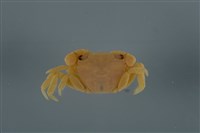 藏品(平背蜞)的圖片